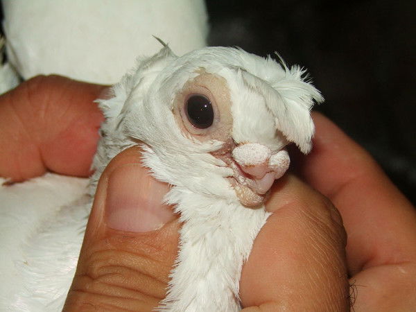 Юрий Кулешов