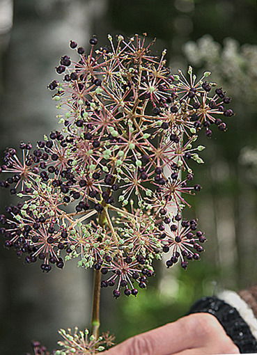 Двойных Ирина