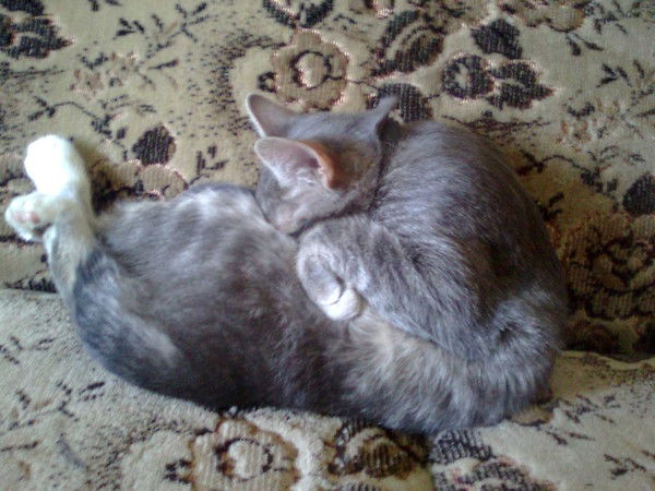 Сергей Шалаев