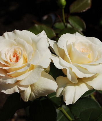 Малинка Малинова