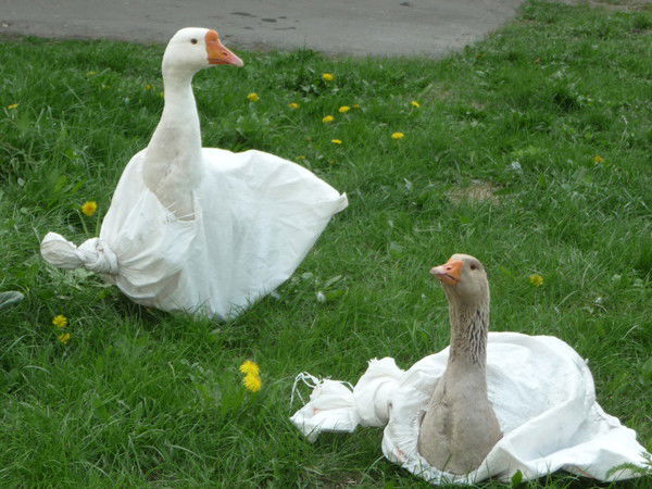 Елена Лисейко