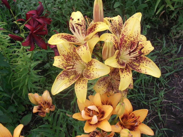 Еманжелинский Дом Печати Еманжелинск