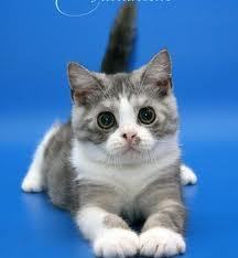 Стёпа Пальна