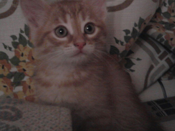 Алёна Иванова