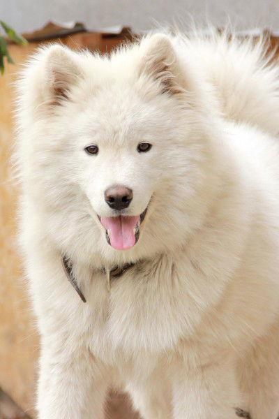 Таня Гитовна