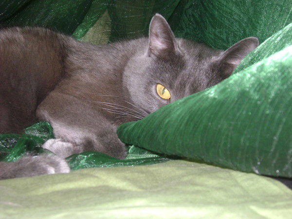 Светлана Васильева