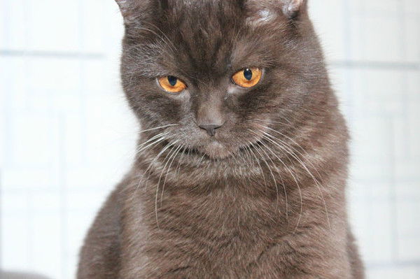 Мартовский Котэ