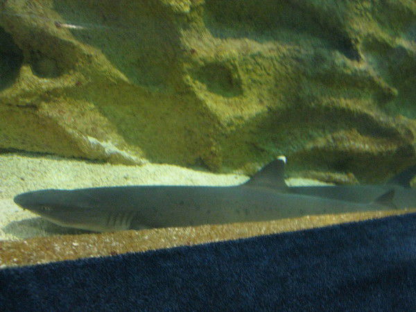 Павел Скворцов