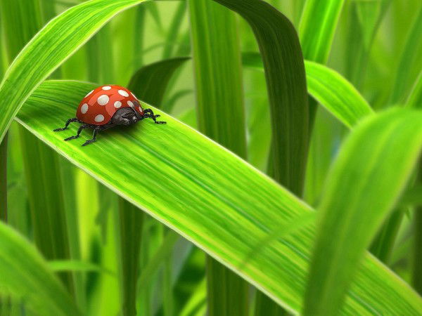 Тоо Макенбаева
