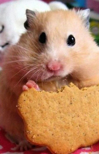 Магият Гаджимагомедова