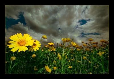 Наталья Шараевская