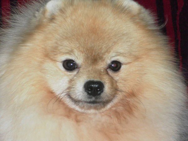 Марина Китанина