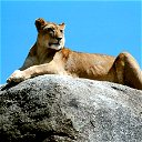 Proud Lioness Time