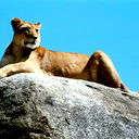 Proud Lioness Time