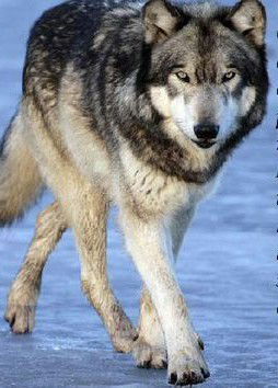 Серик Тайгаулы ...