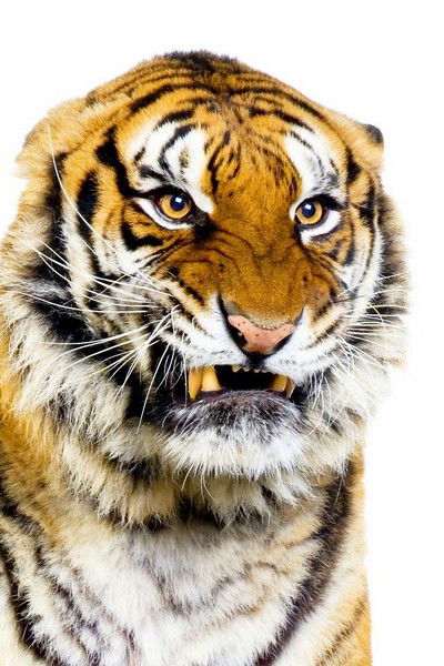 Андрей Пронькин