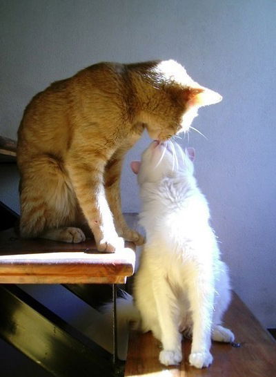 Алина Рожниченко