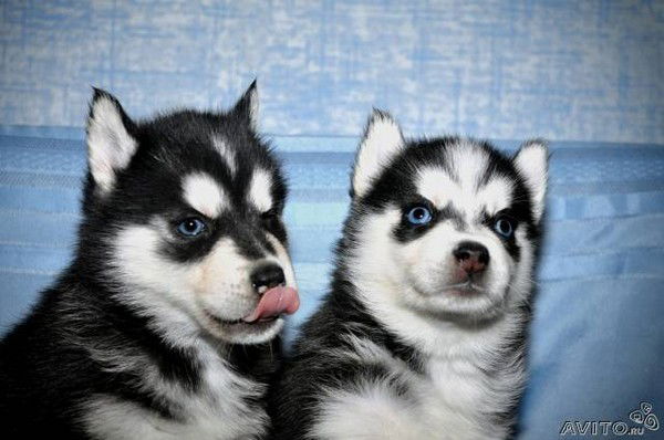 Альфред Хабибулин