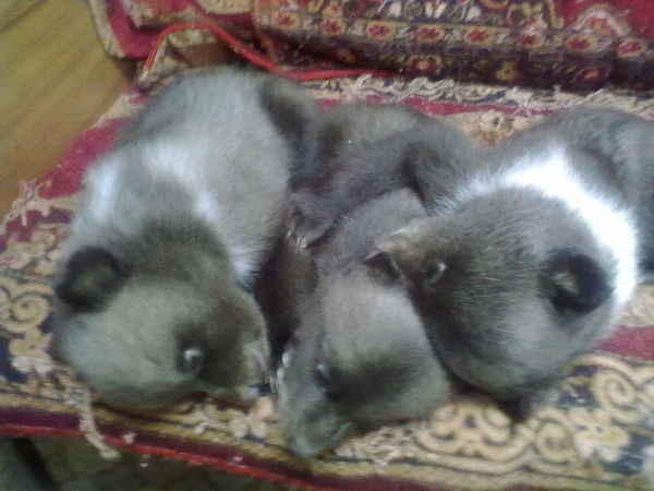 Владимир Гайер