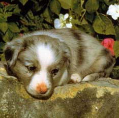 Светлана Шальнева