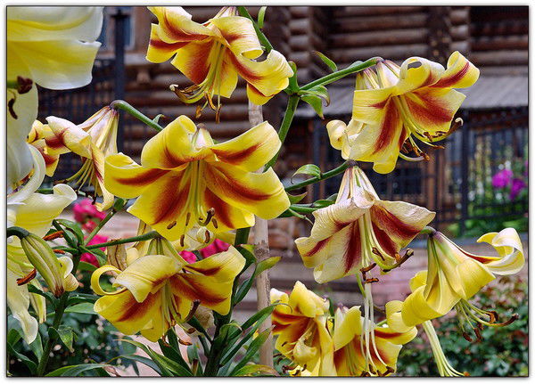 Анжелика Ивницкая