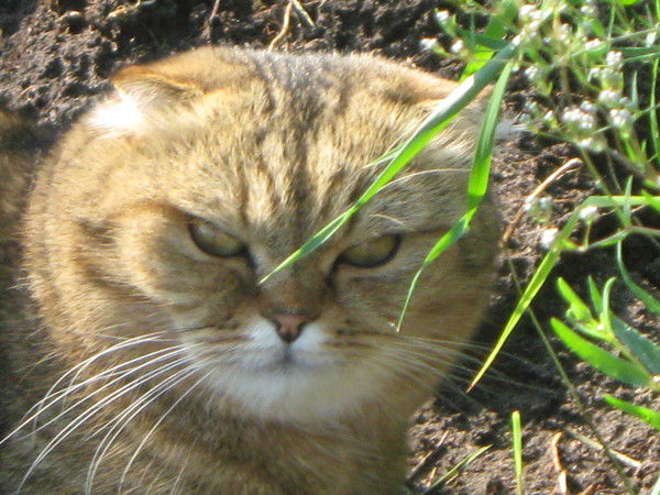 Ирина Раентова