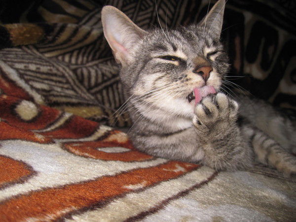 Антон Гpeчкин