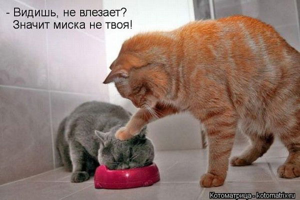 Слава Никитин