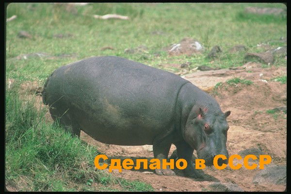 Вячеслав Саенко