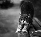 Наталья Николаевна