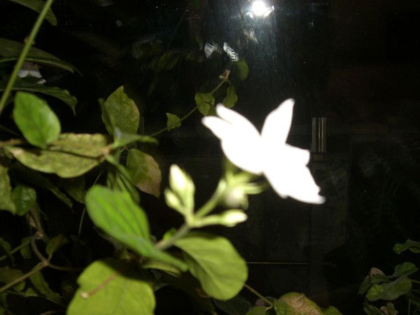 Галина Козлова