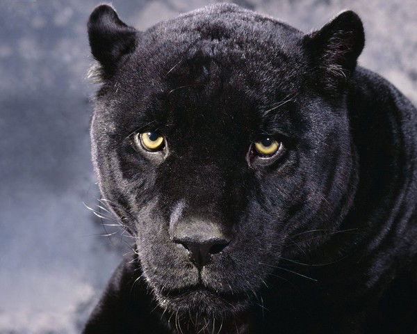 Ольга Сторожева