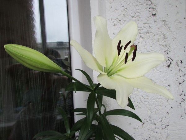 Анна Максимовская