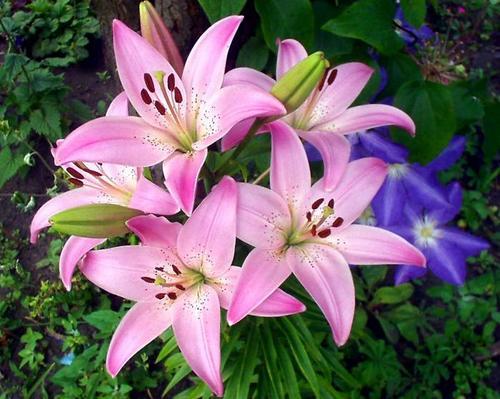 Лилия Набиуллина