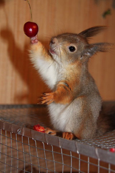 Александр Иванов