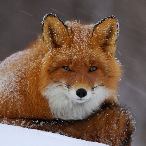 Директор См5 Кашена