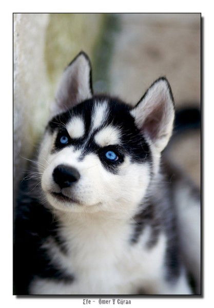 Сережа Сергеев