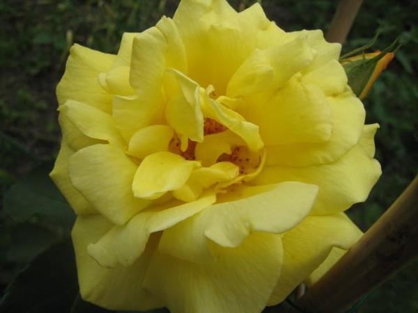 Эльмира Примкулова