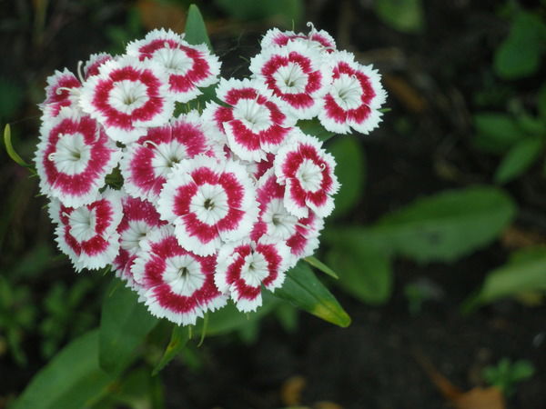 Надежда Зуева