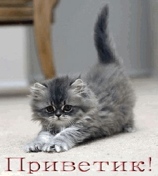 Киска Лапочка