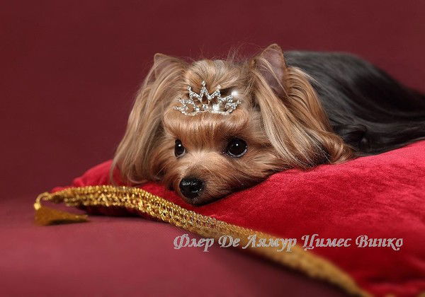 Кларун Птицца Гаварун