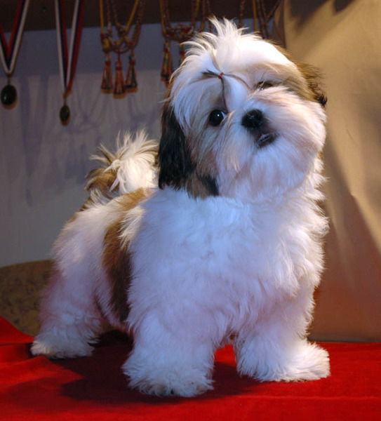 Алевтина Шабалдина