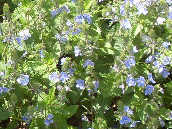 Ирина Фокина