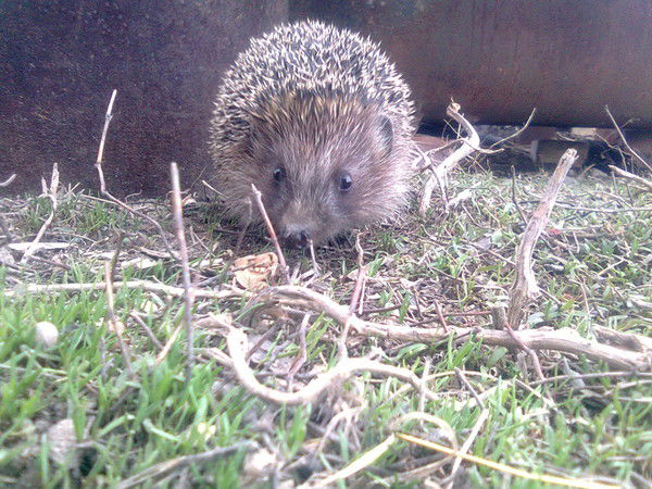 Анна Асеева