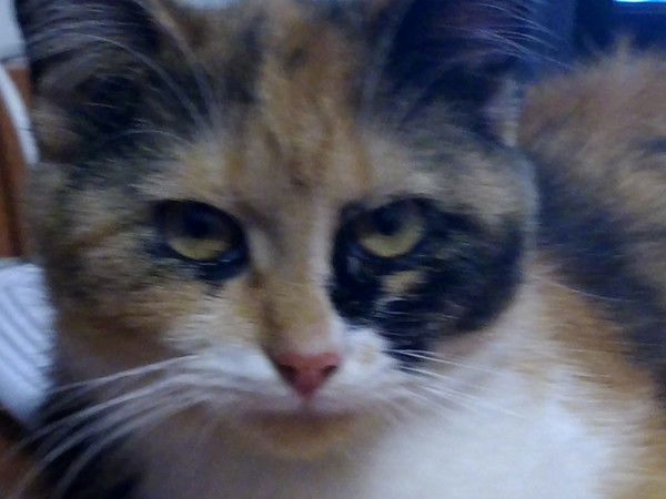 Татьяна Галушко