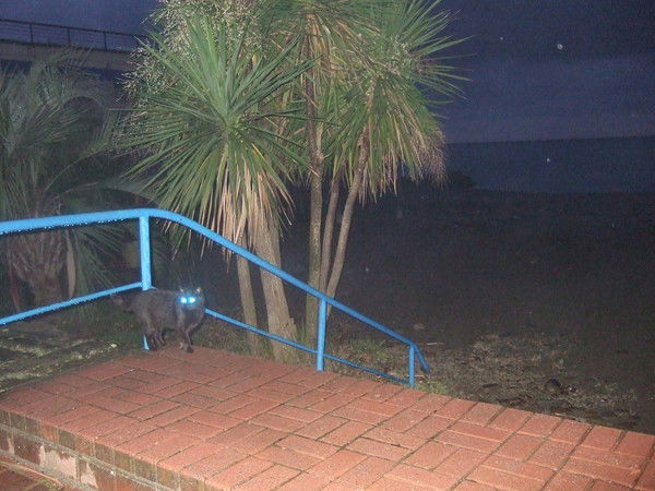 Елена Портнова