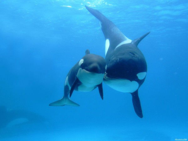 Ильфат Самарбаев