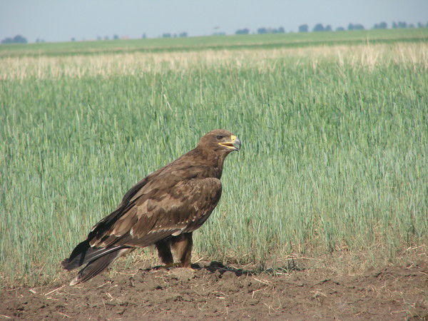 Азамат Жауаров