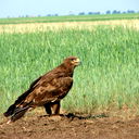 Азамат Жауаров