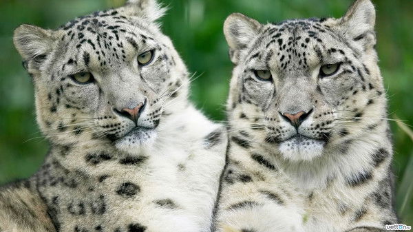 Николай Морчев